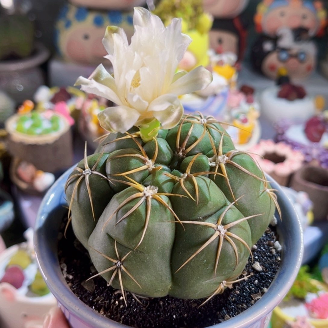 035大海王连盆带土包邮