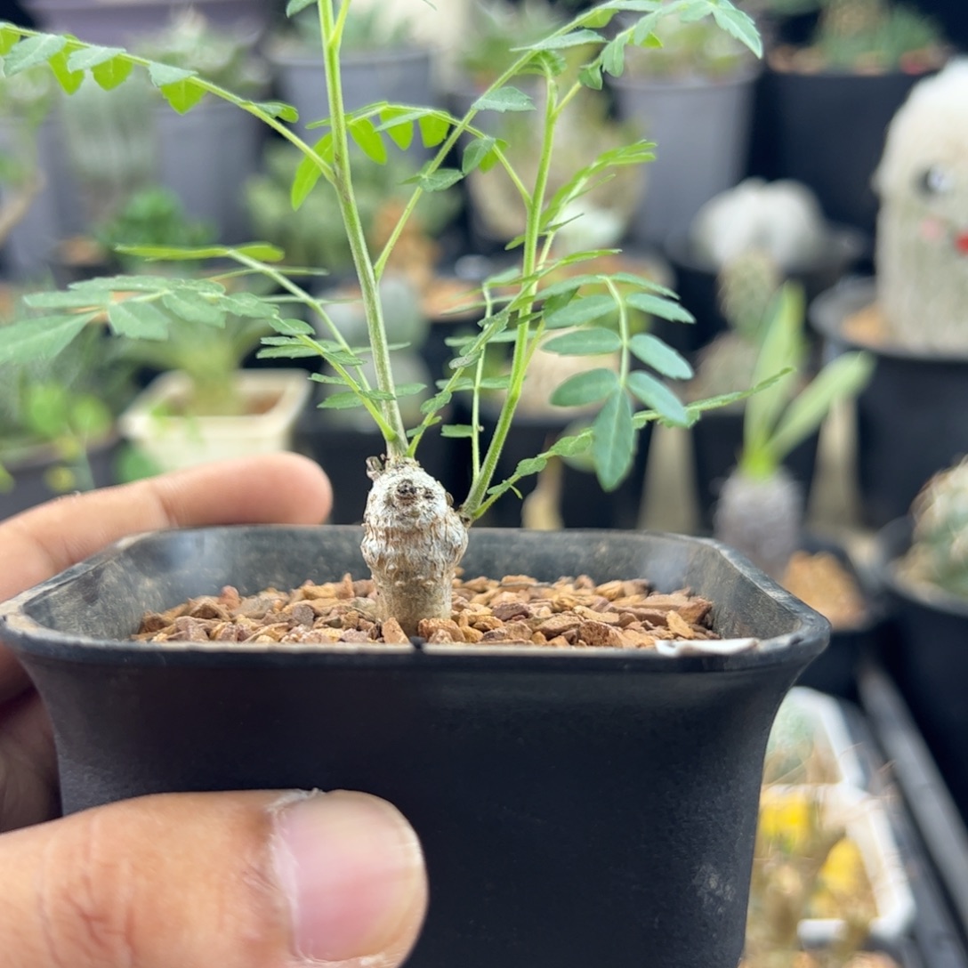 尼勒达乳香橄榄实生一物一拍带盆发