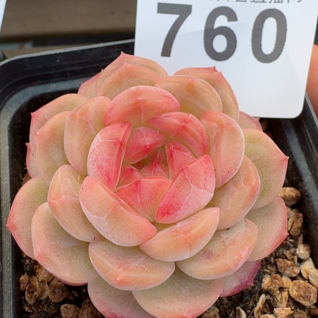 母本琴心         精品多肉