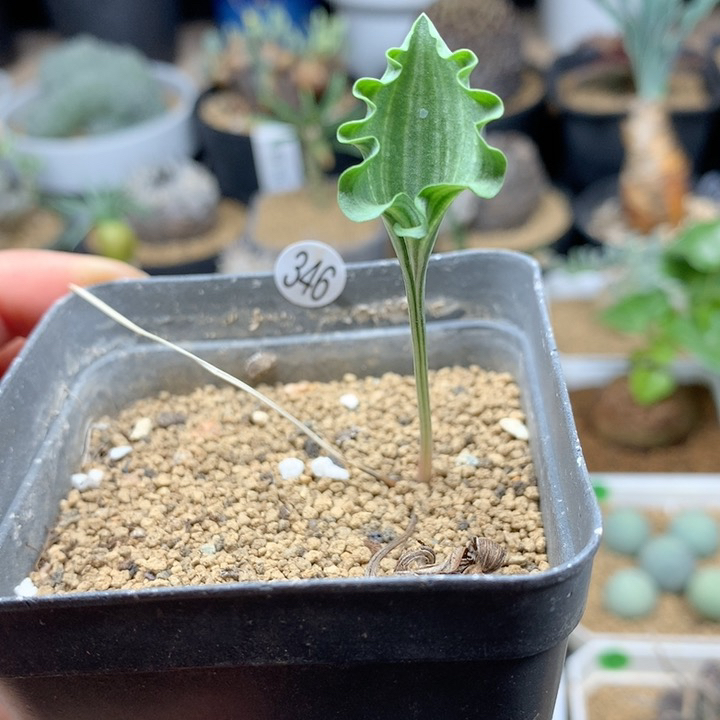 波动雾冰玉多肉带盆