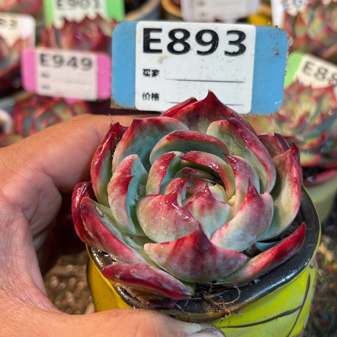 惊鸿一瞥893号多肉