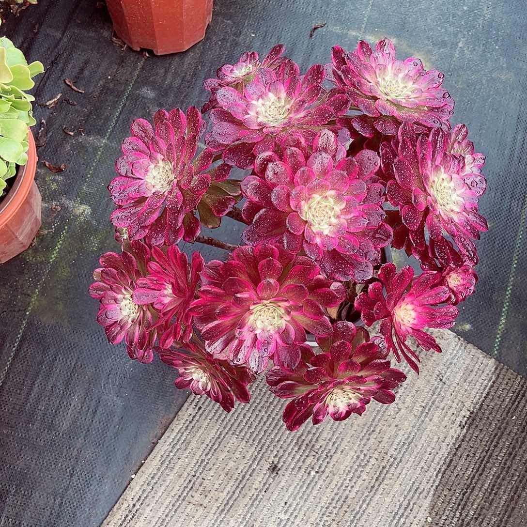 法师多肉漂亮漂亮