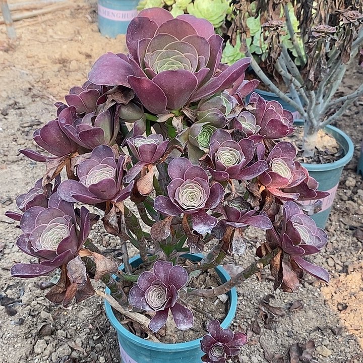 魅金玫瑰多肉植物012