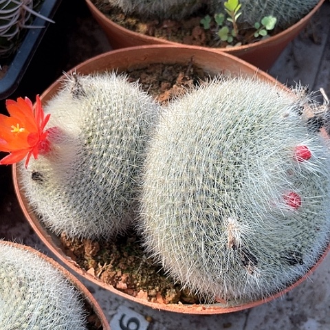 白雪光 实生大双头仙人球