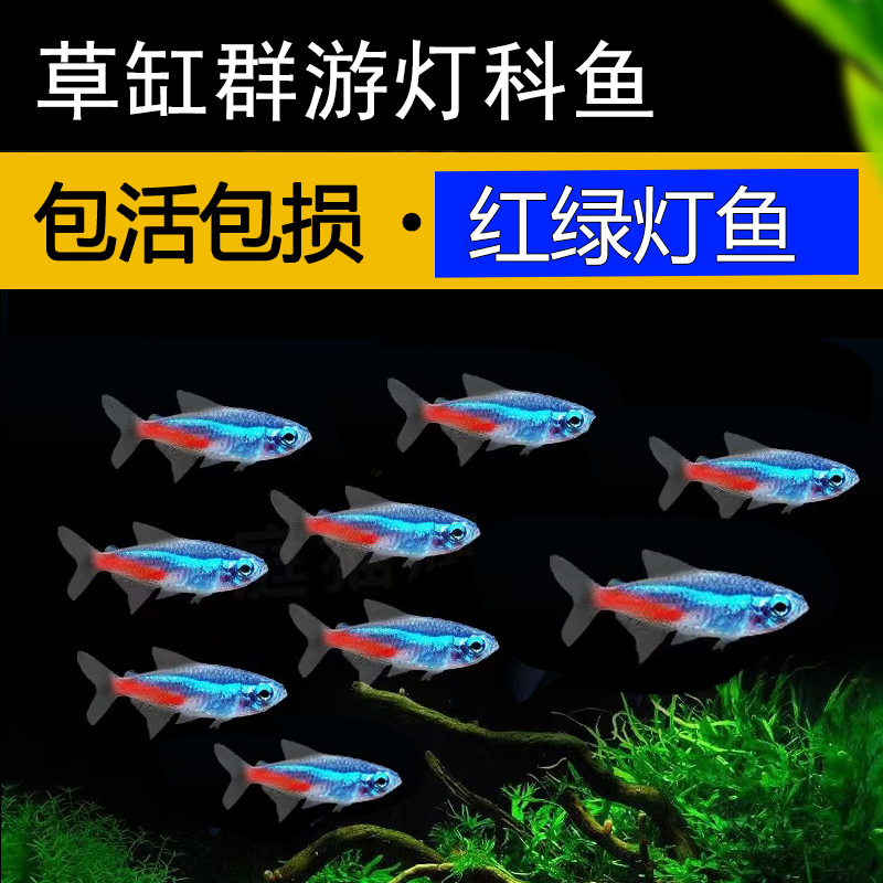 大号红绿灯小型灯科鱼热带观赏鱼淡水群游鱼宝莲灯红灯鱼草缸鱼