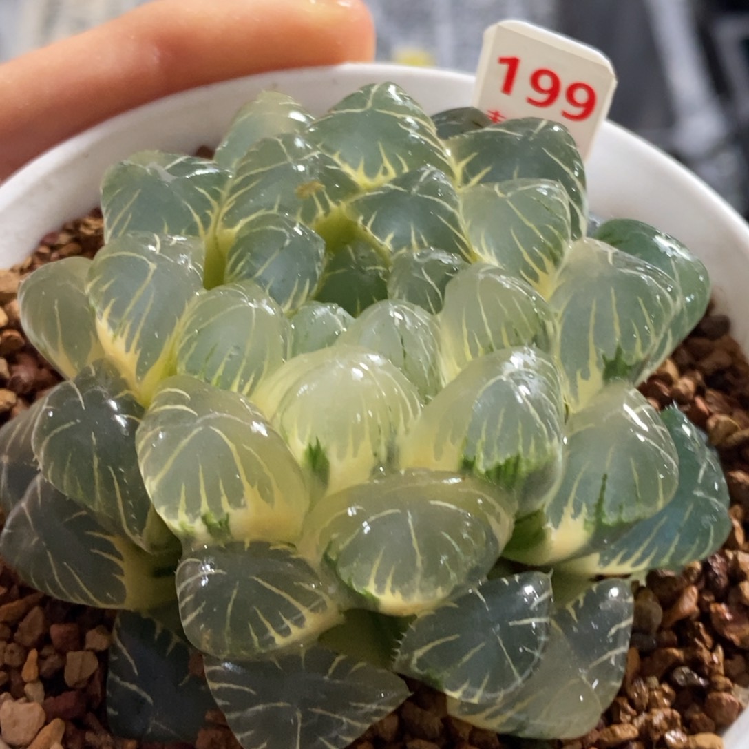 199号糊斑湖水玉露锦