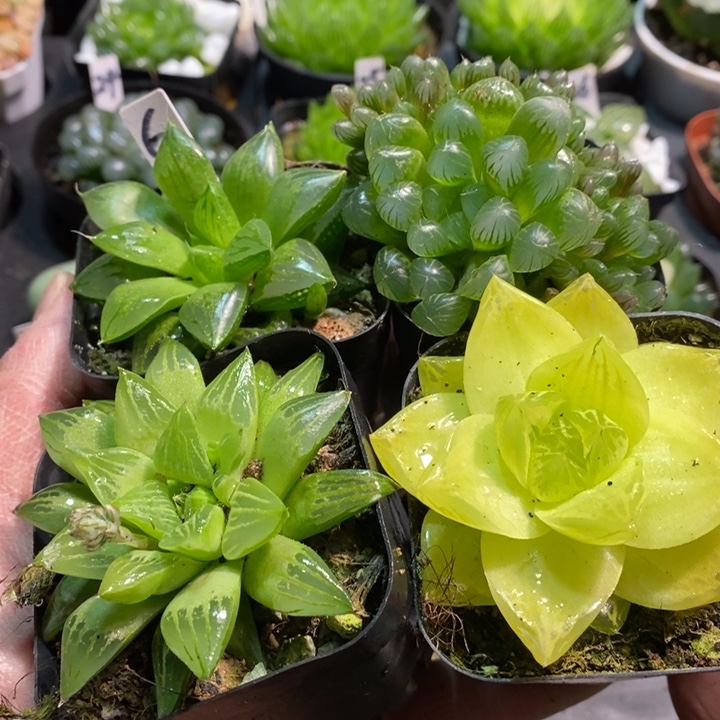 四颗玉露多肉套餐