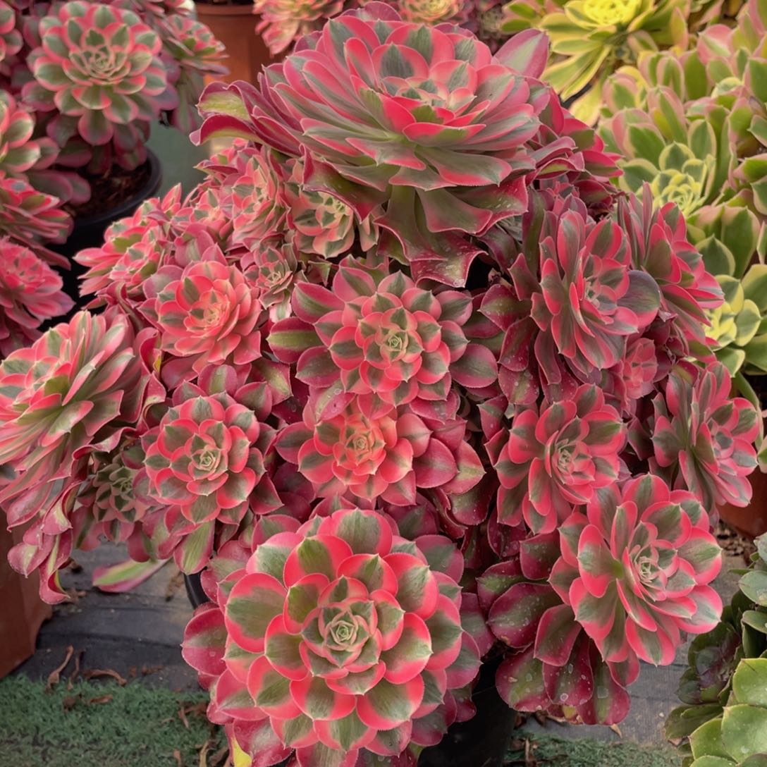 196七彩石精品法师多肉