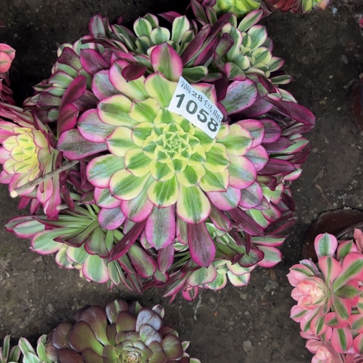 1058天和多肉植物