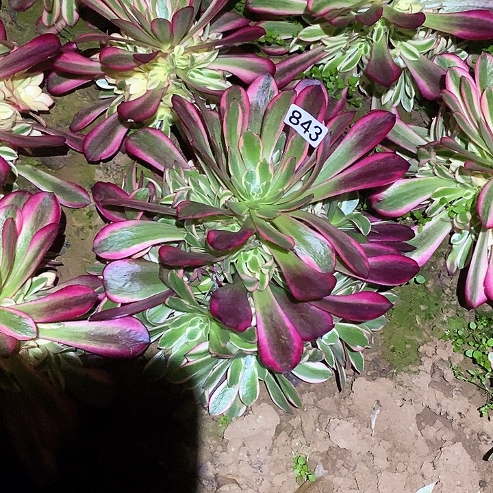 多肉植物法师843美杜莎