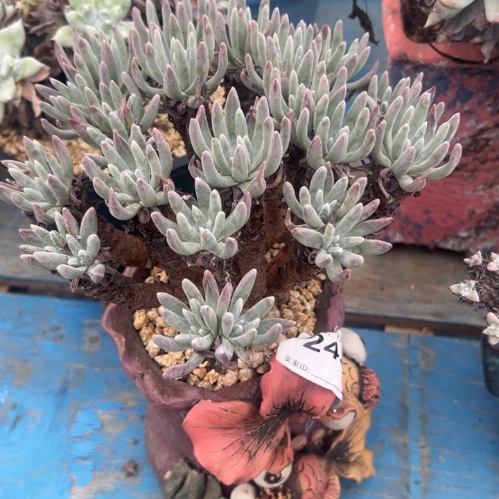 晶***1谢谢姐姐～一物一拍2437