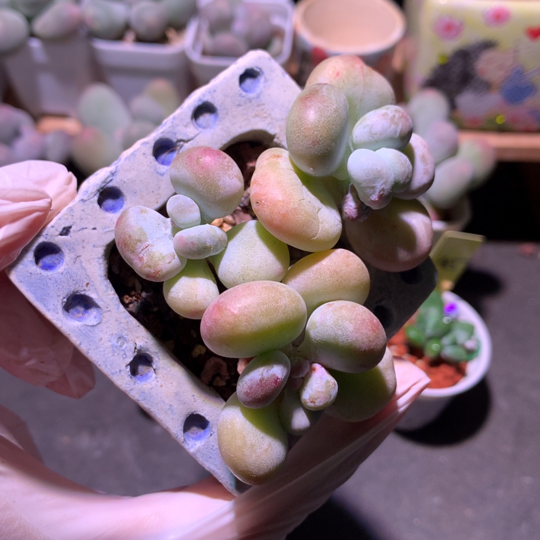 加菲猫奶酪多肉加菲猫