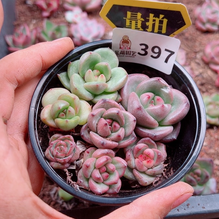 多肉植物多肉植物