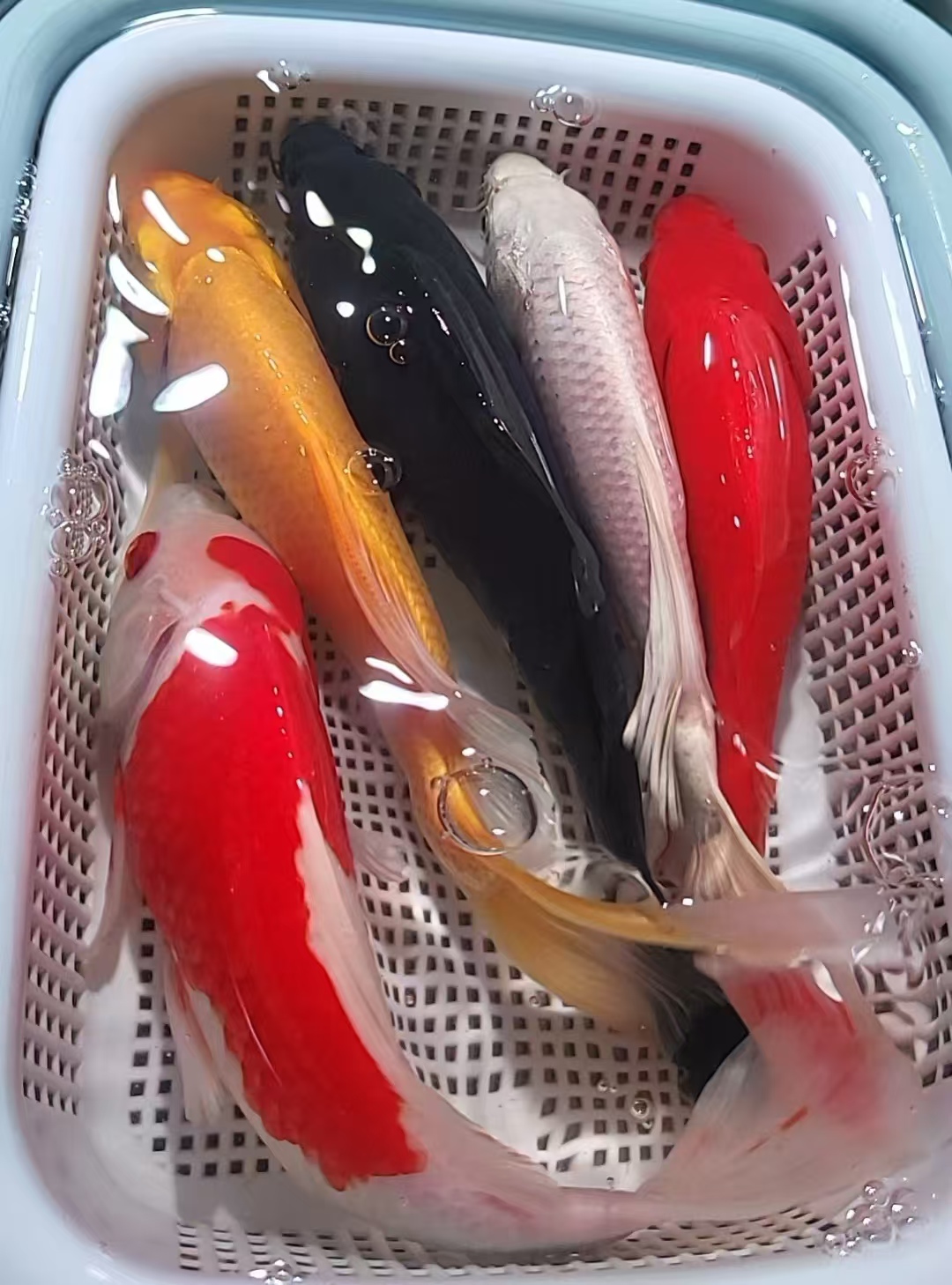 26号【15-17公分1黄1白1黑1红草1红白或三色锦鲤】冷水鱼 观赏鱼