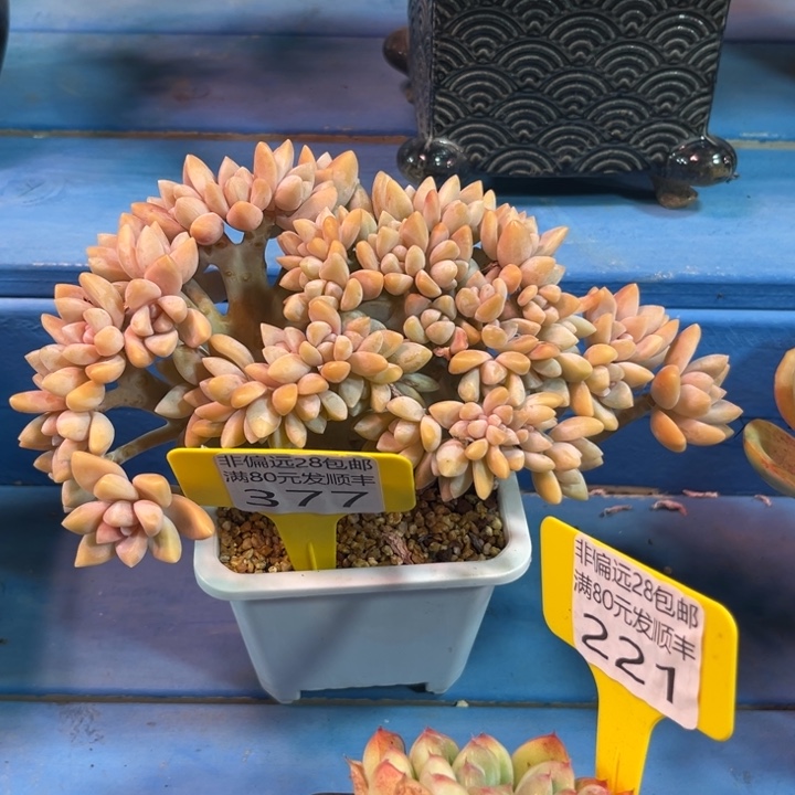 大377:、xbcbbnjjjj