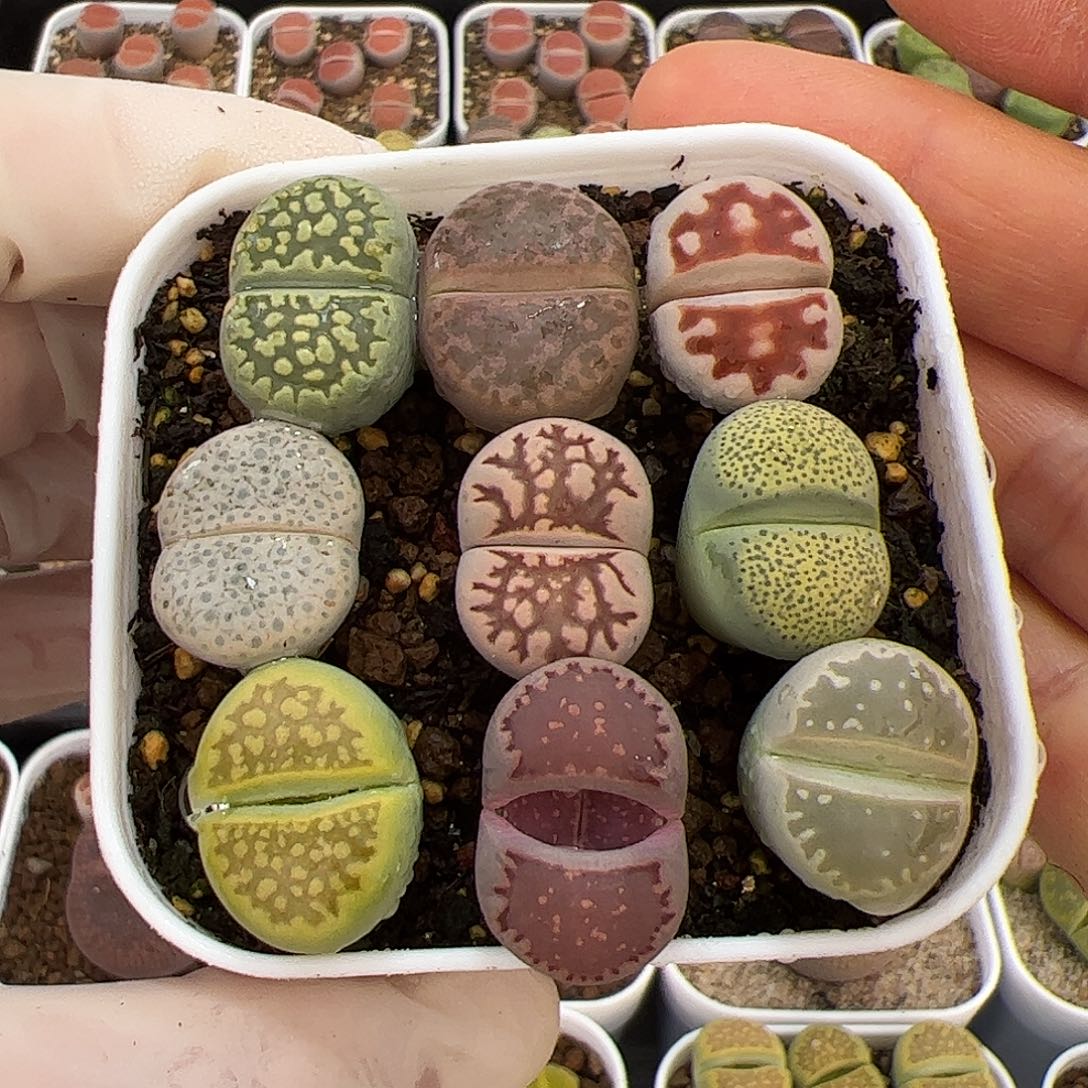 生石花多肉彩拼一盆