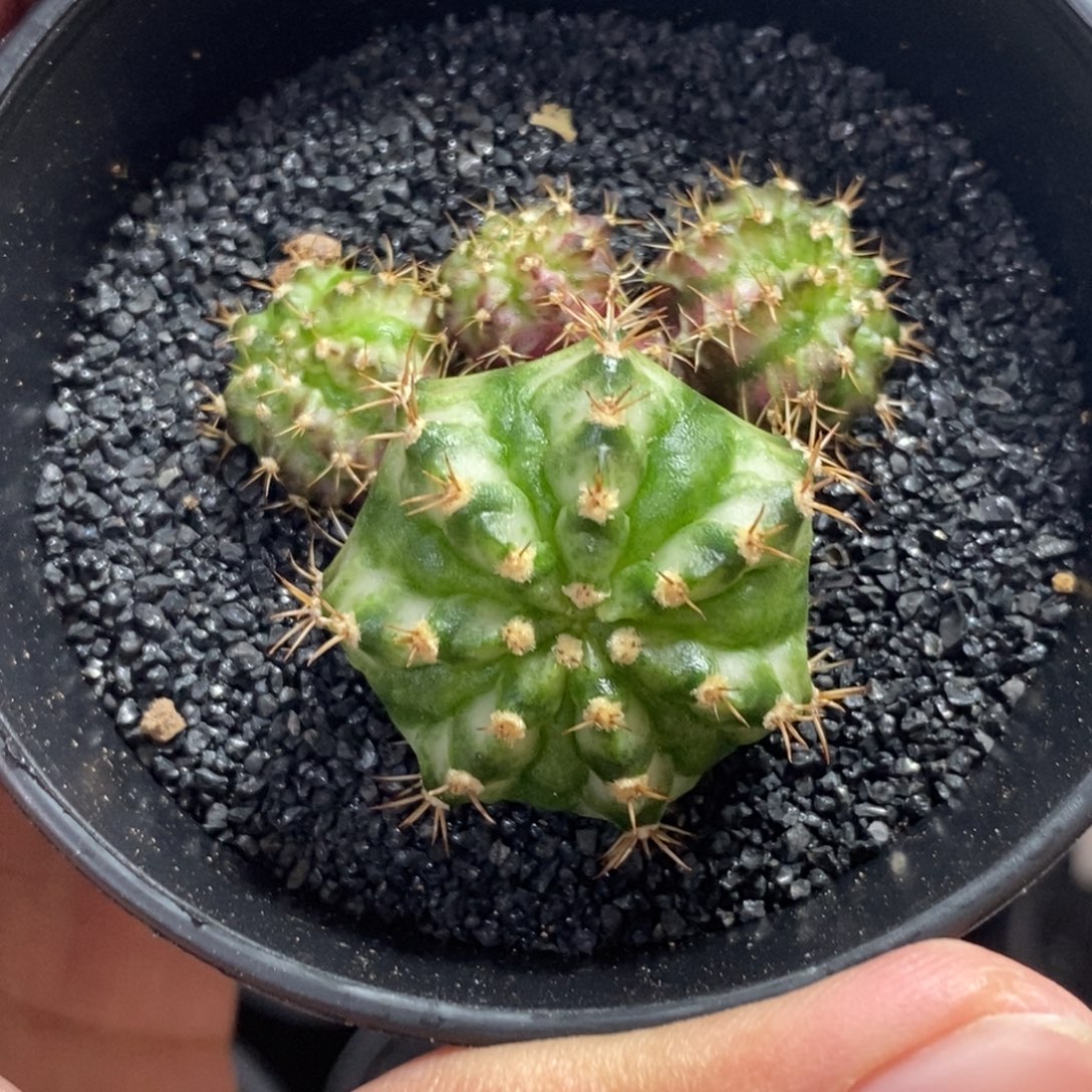 海神—带盆土发货4