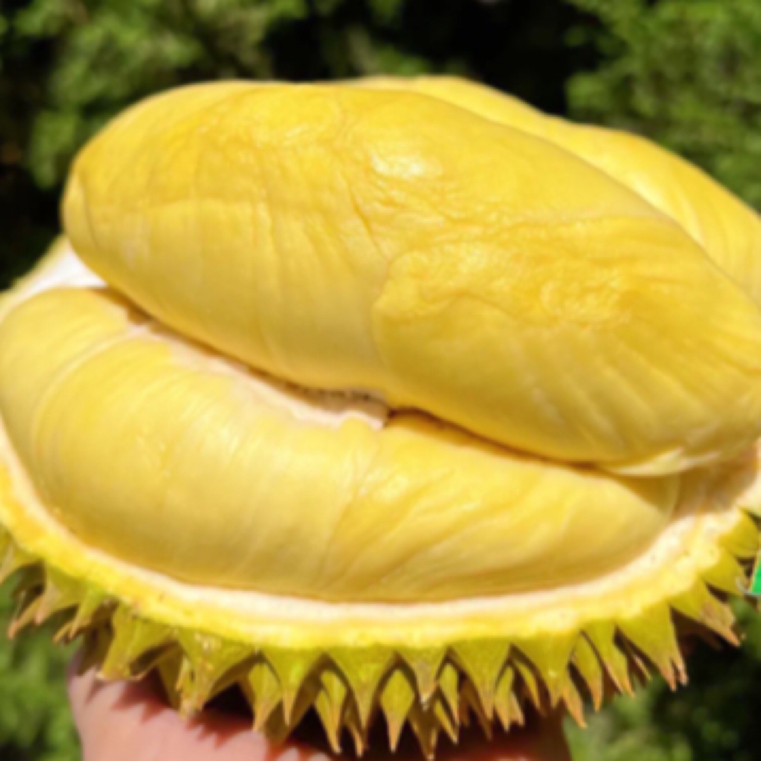 【整果链接】树熟金枕鲜榴莲软糯香甜福利果瑕疵果核小1000g(可能会有酒精味，夹生no售后)金枕泰国