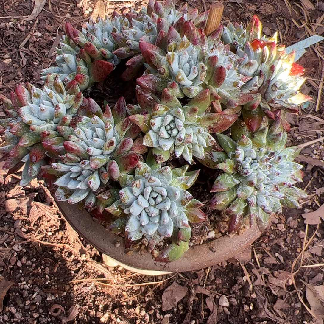 4137白雪仙女杯多肉