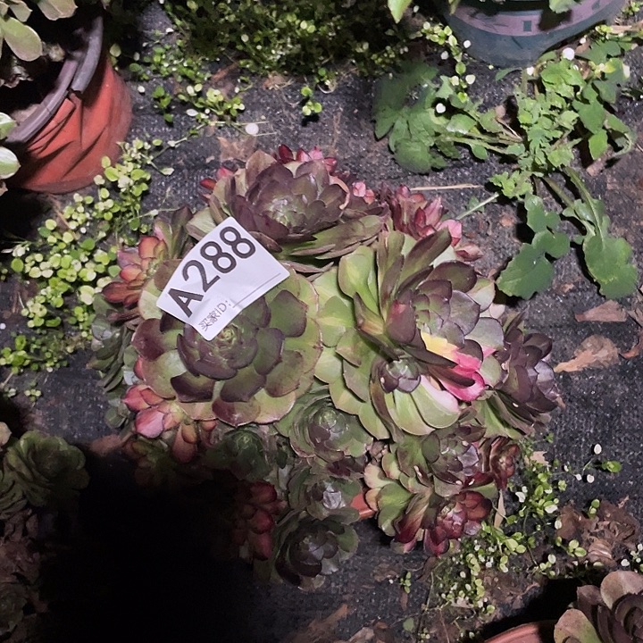 浅***ぴ288海王七彩3-2花花