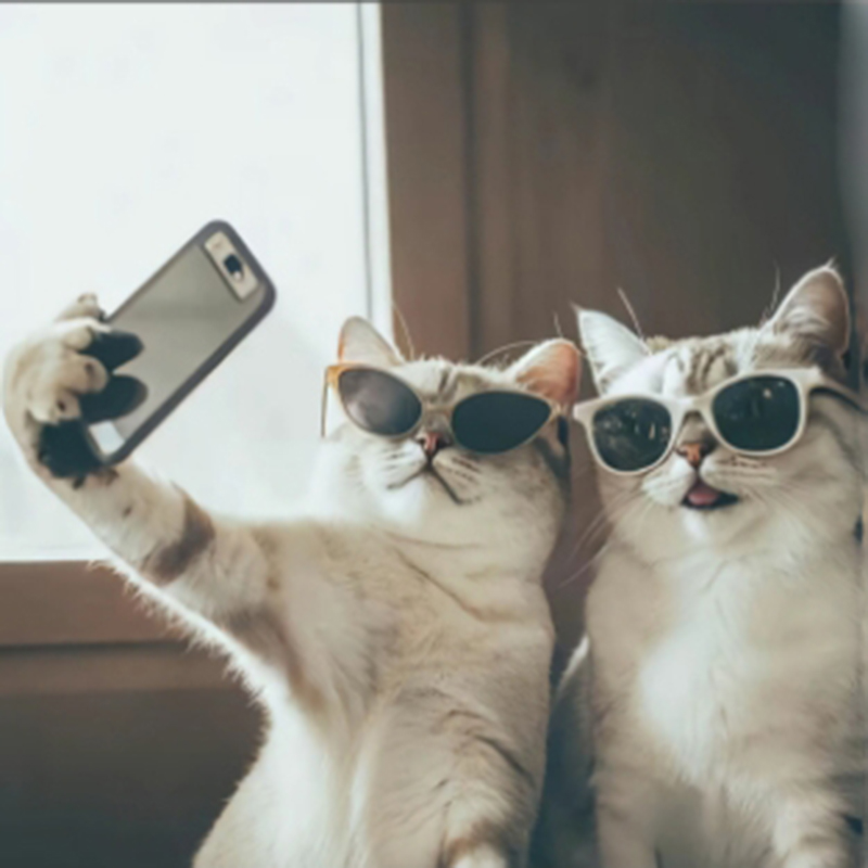 【辉常爱猫】猫咪活体拿破仑高地金渐层曼基康布偶