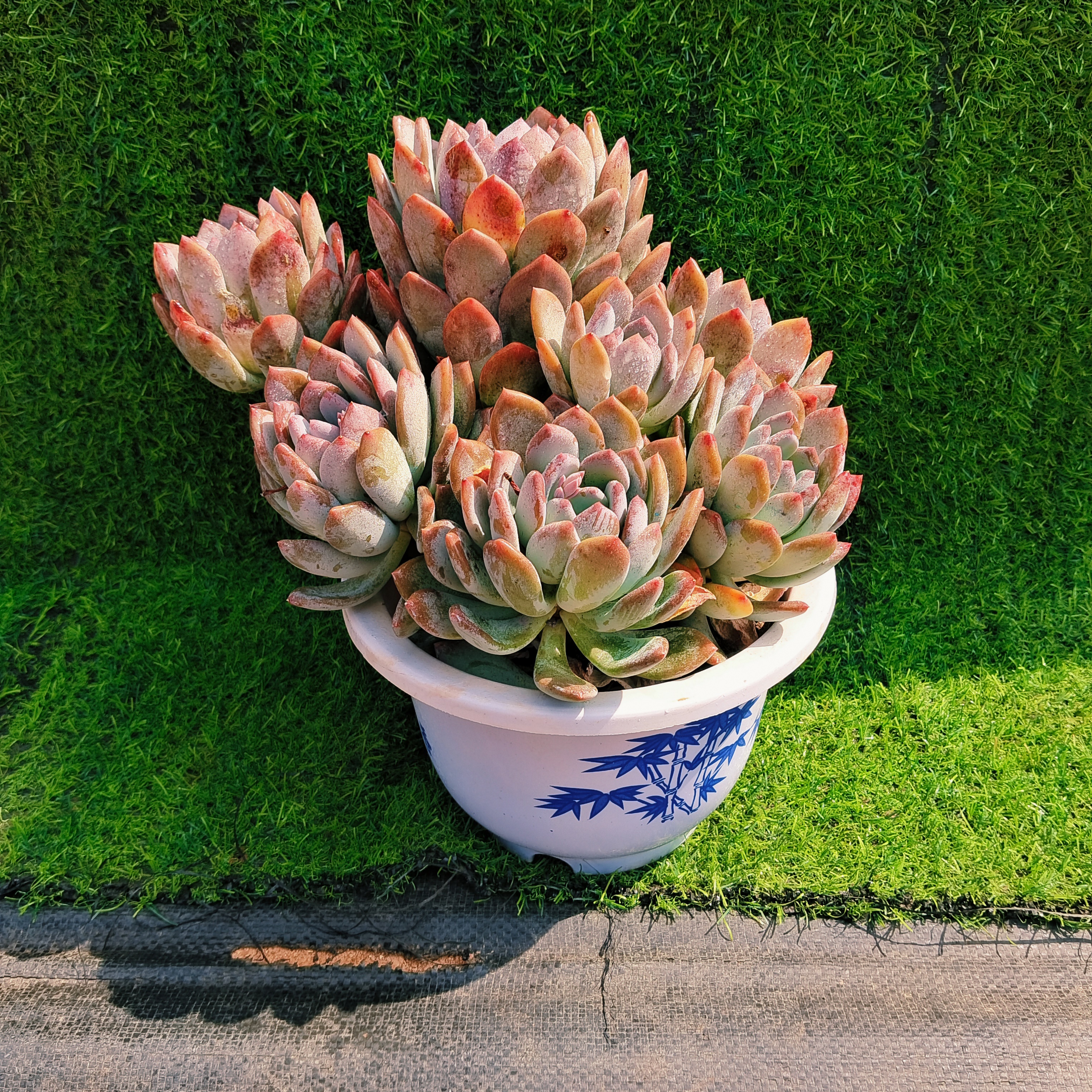 HZ玲珑灰姑娘肉植物好看新手好养阳台庭院一单也包邮       