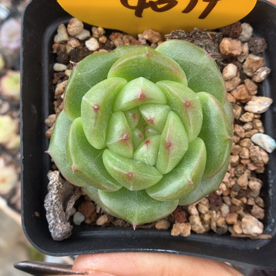 绿荫珍妮4079号。   