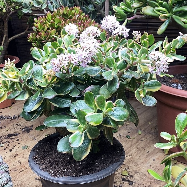 白景花月一物一拍