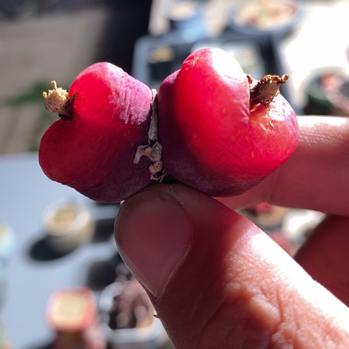 2149一颗一颗一颗