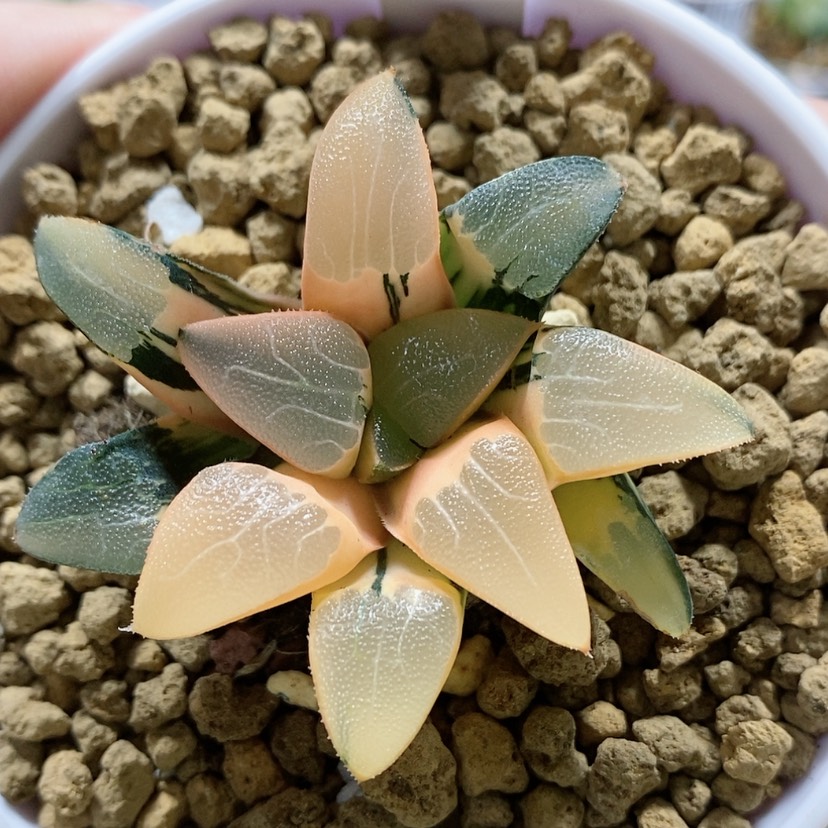 【闪购商品】13丘比特克锦