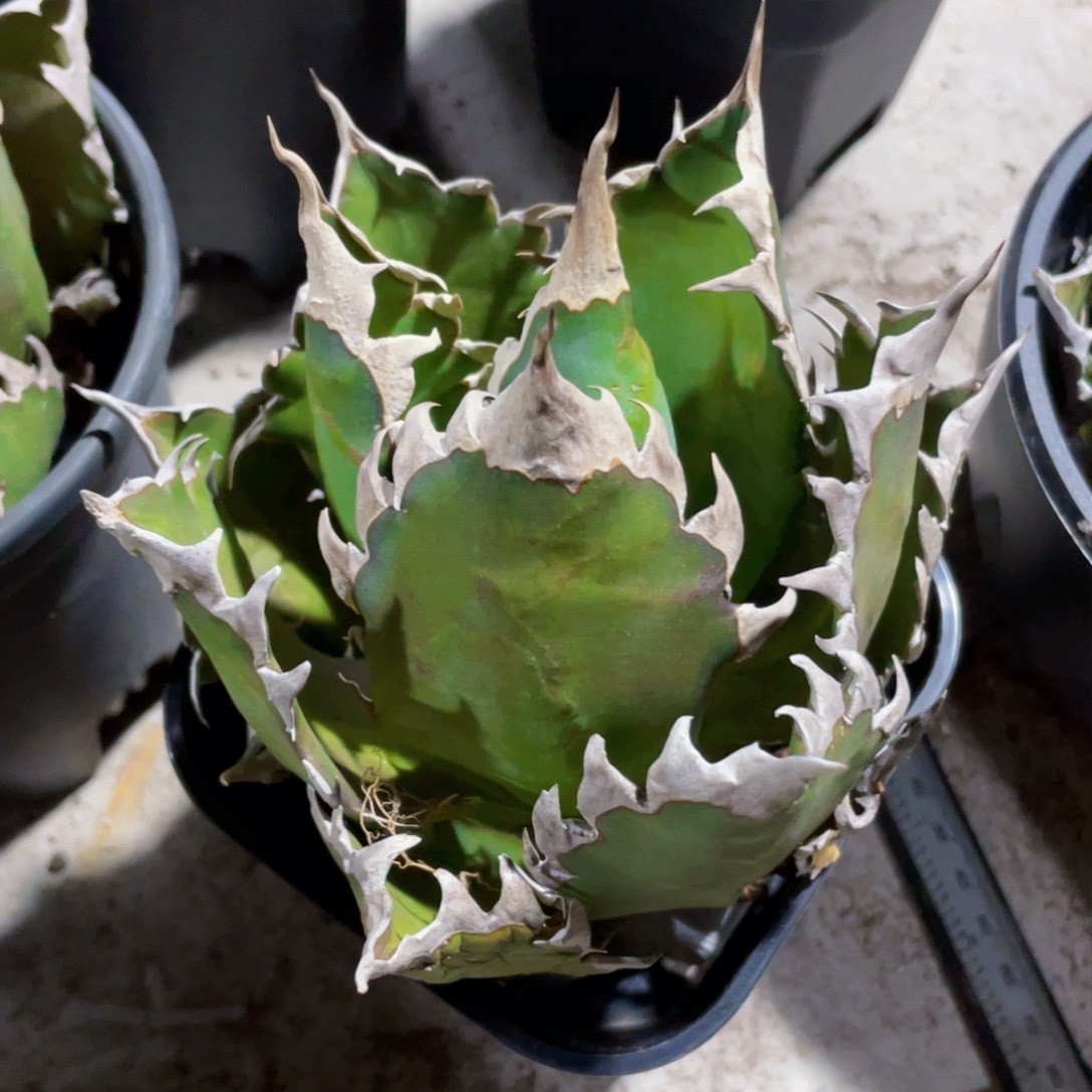 超级猫，龙舌兰，一物一拍