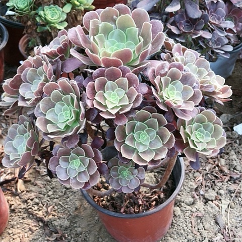 欧紫玫瑰玫瑰玫瑰玫瑰