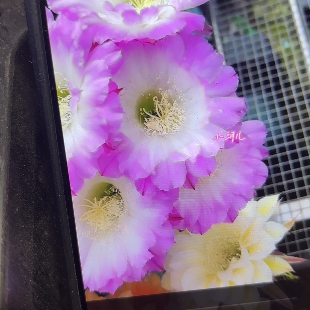 2颗舞会彩侧牙20包邮仙人球瑕31