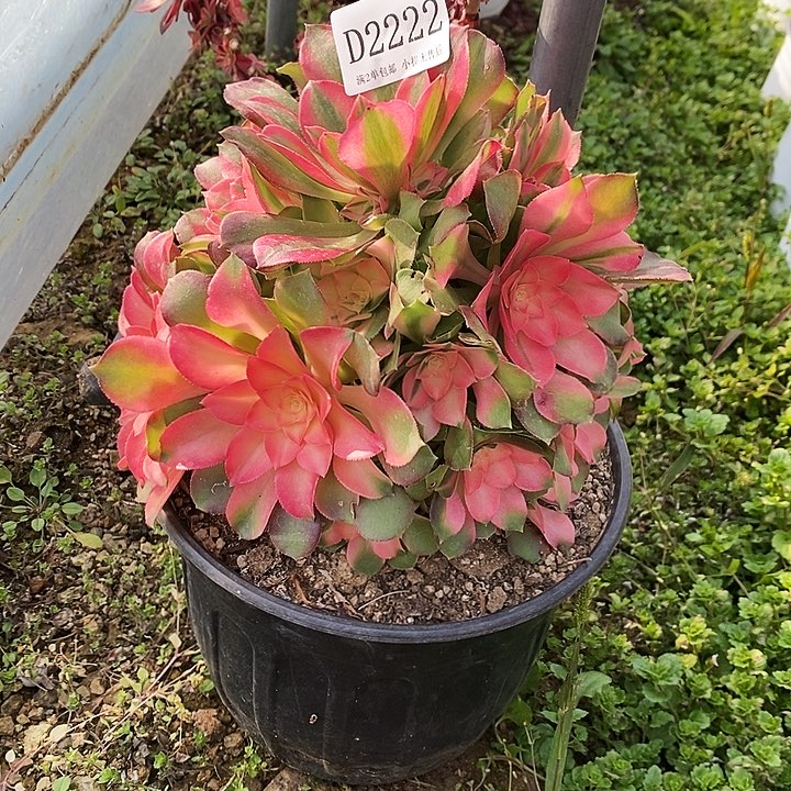 2222香妃多肉母本无售后