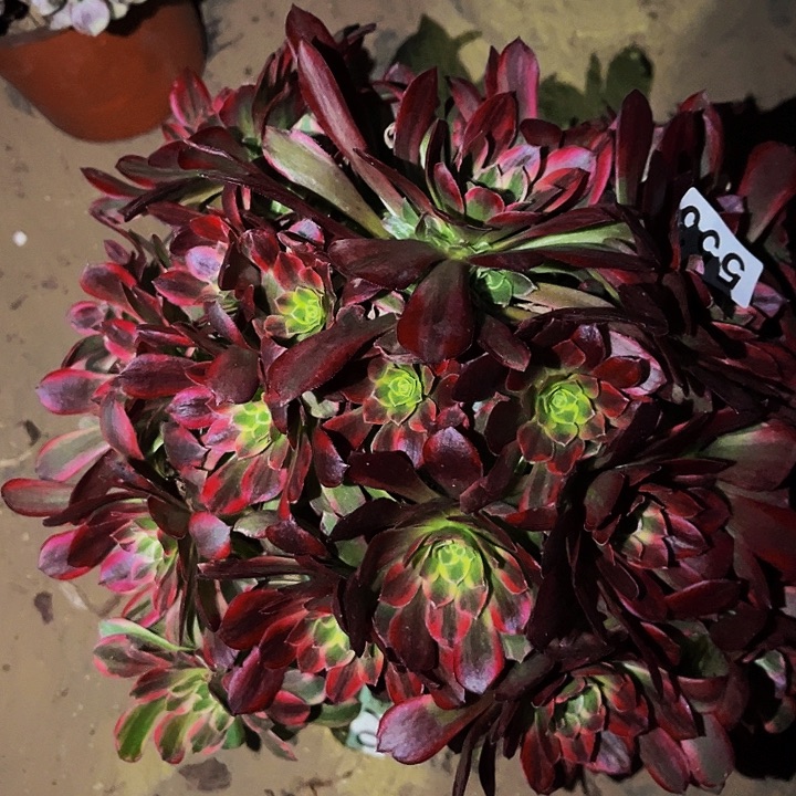 553安娜多肉植物处理不售后