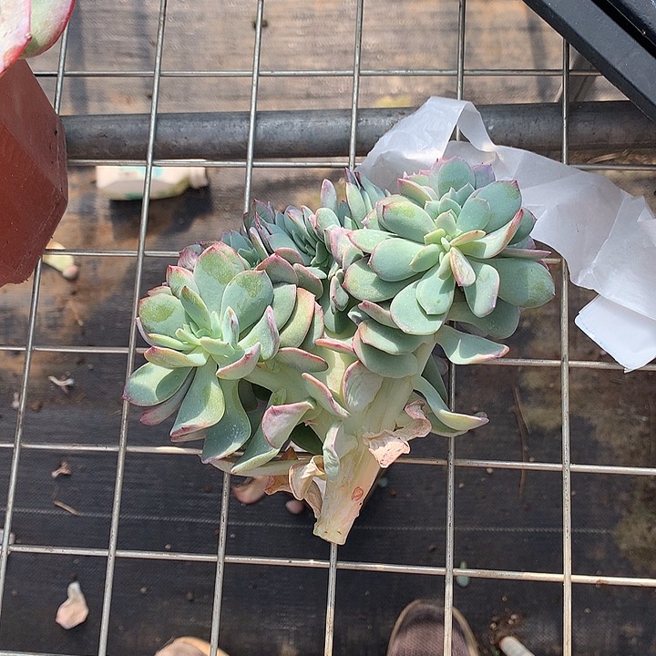 无花朵*️****多肉植物25555