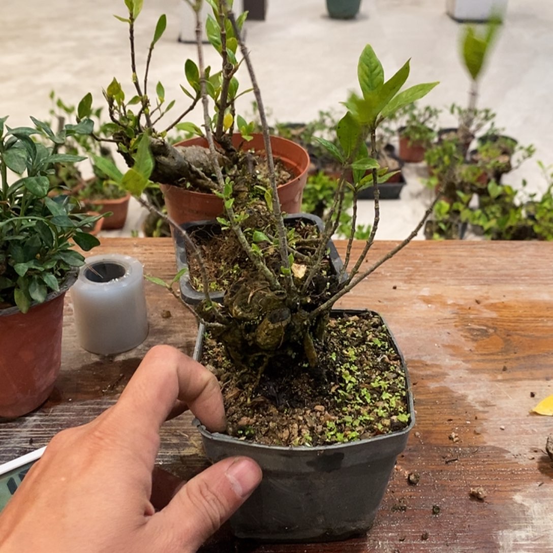 冷***漠完全开放海岛栀子花111