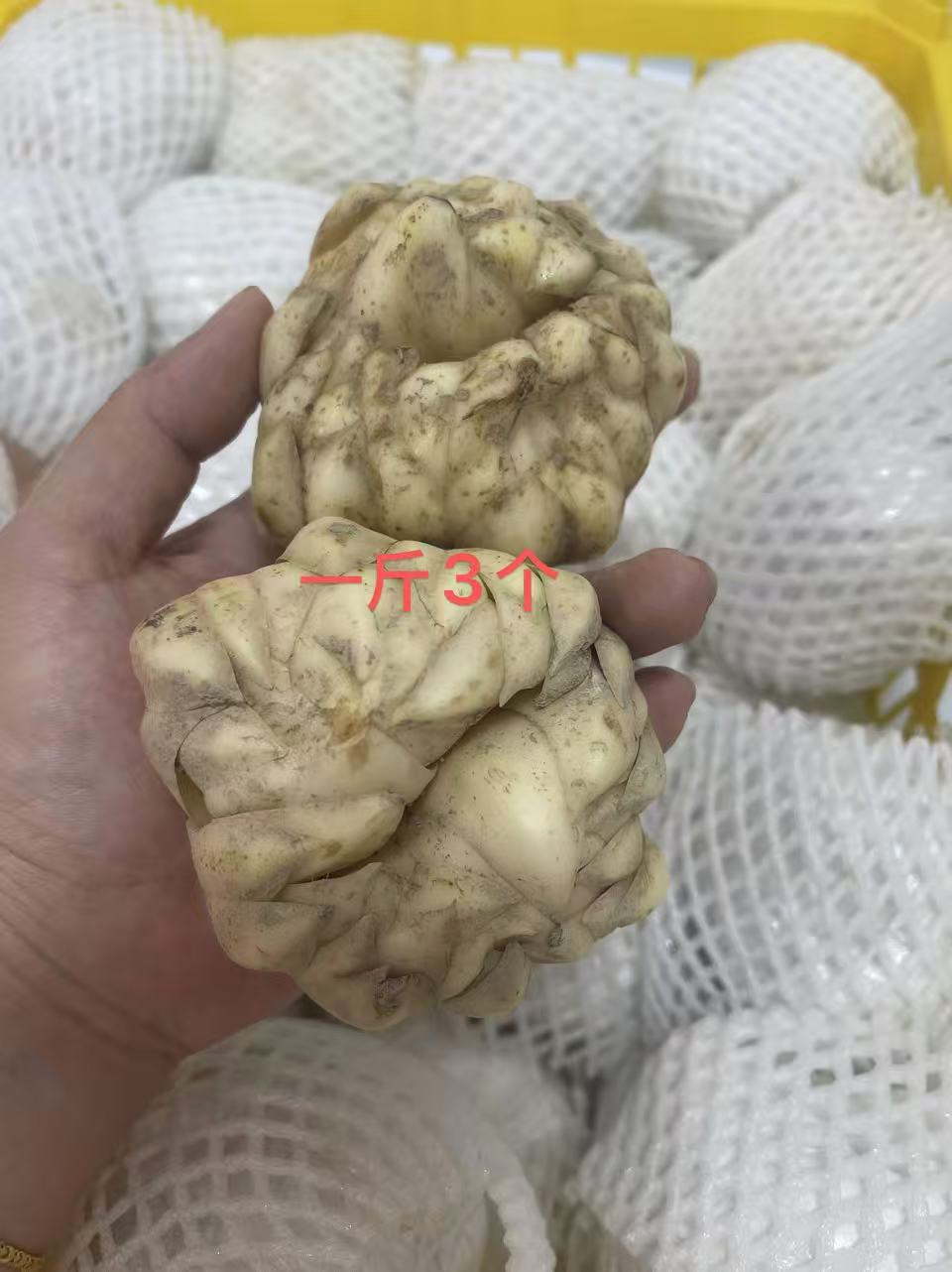 湖南隆回新鲜龙牙百合  软糥香甜   
