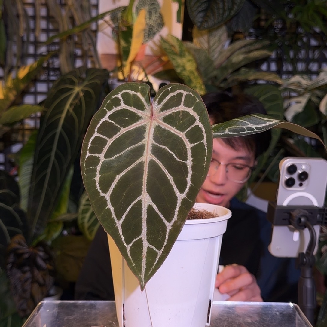 完全开放N09  红水晶杂撕裂纹