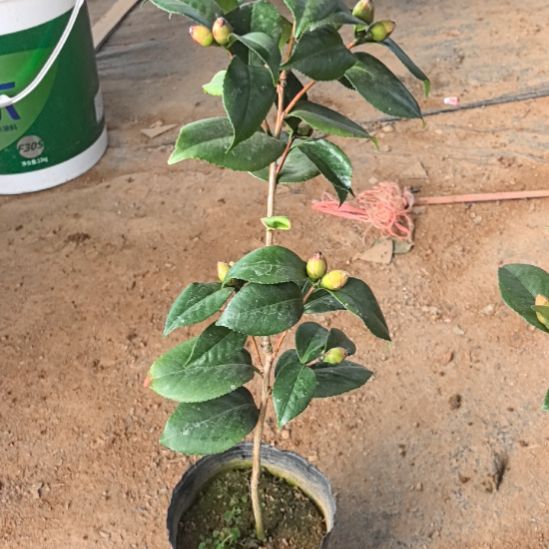 完全开放黑贝茶花