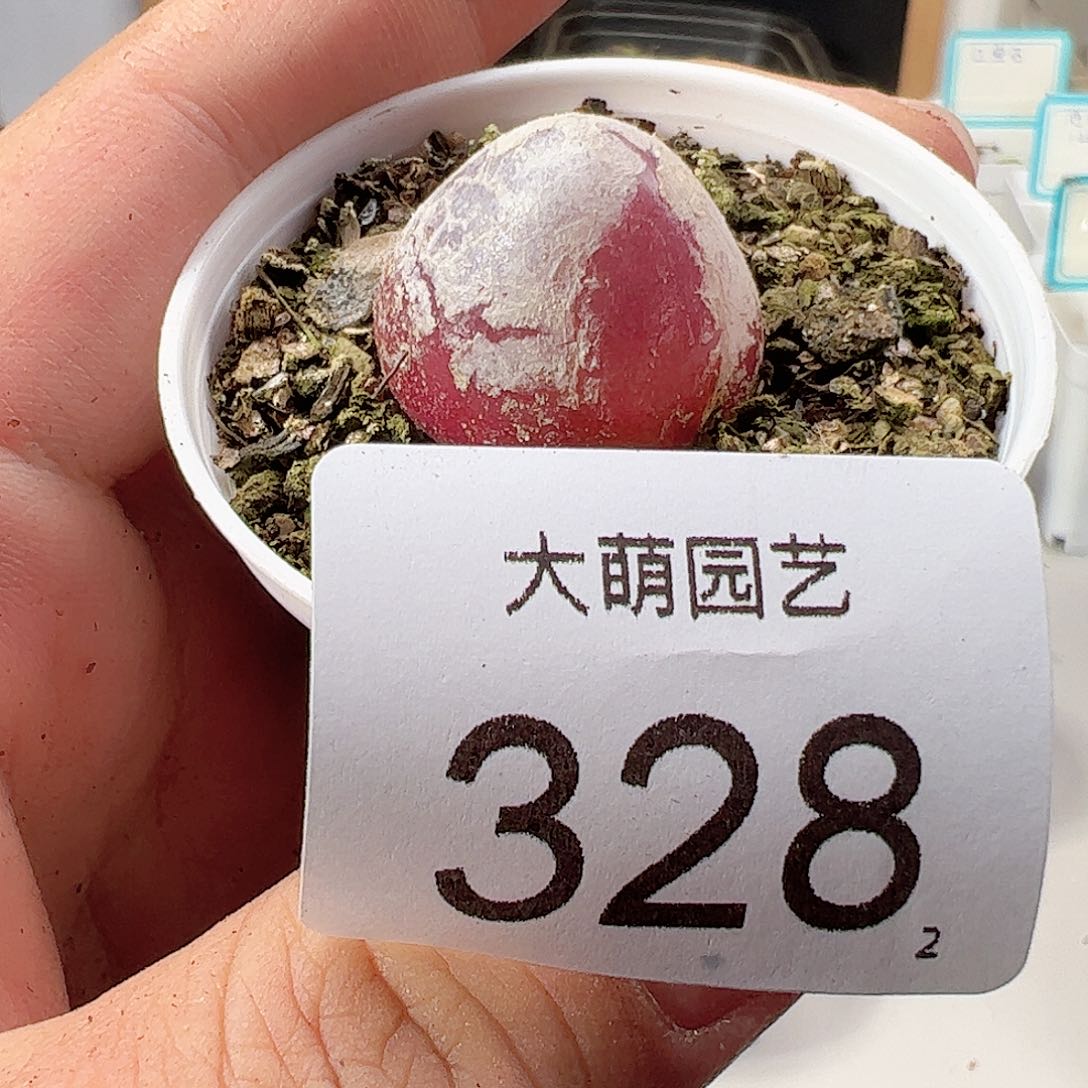 0000328尺寸2.4 肉锥一物一拍……