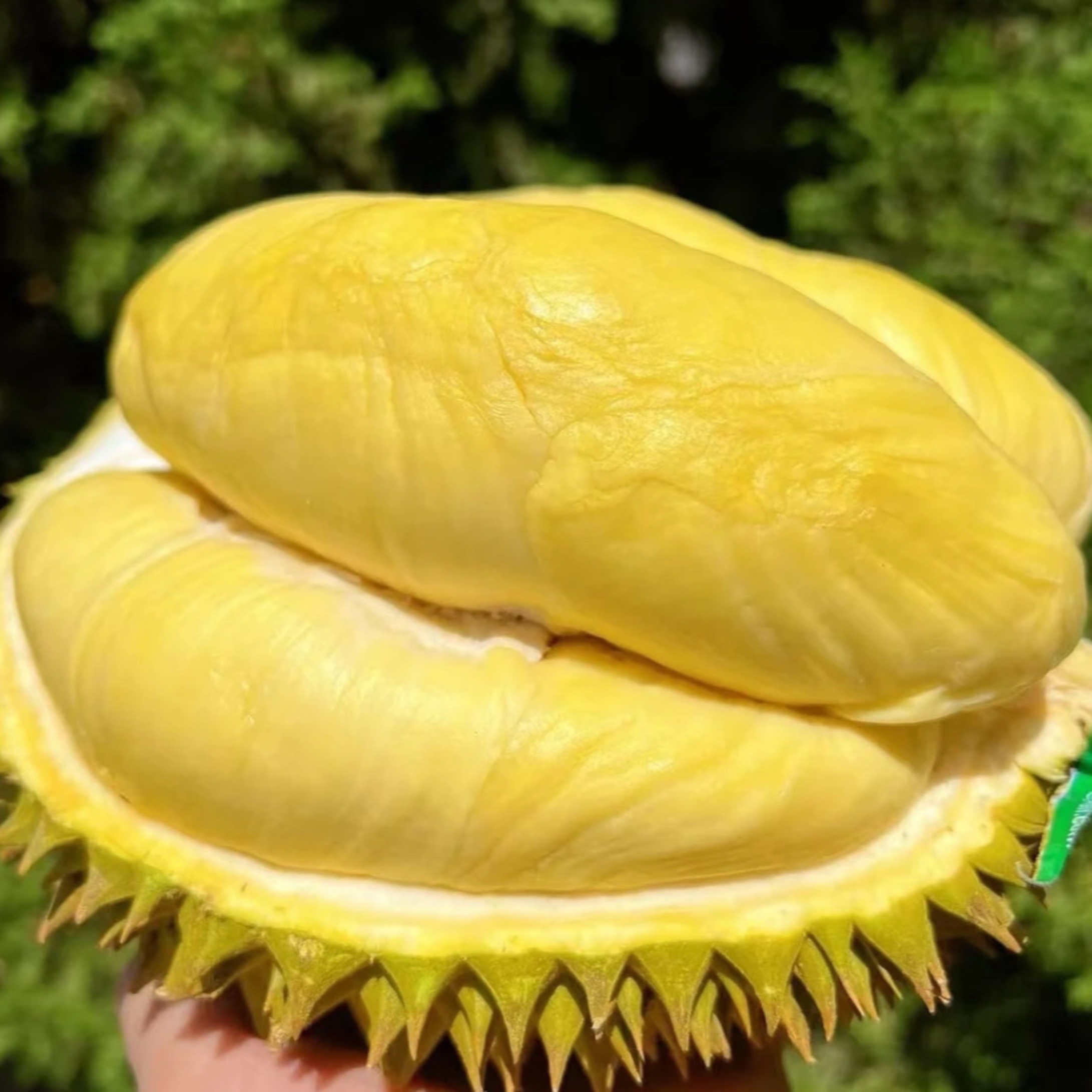 【楠姐】泰国金枕榴莲软糯一整个新鲜带壳 放熟了再开生切不售后