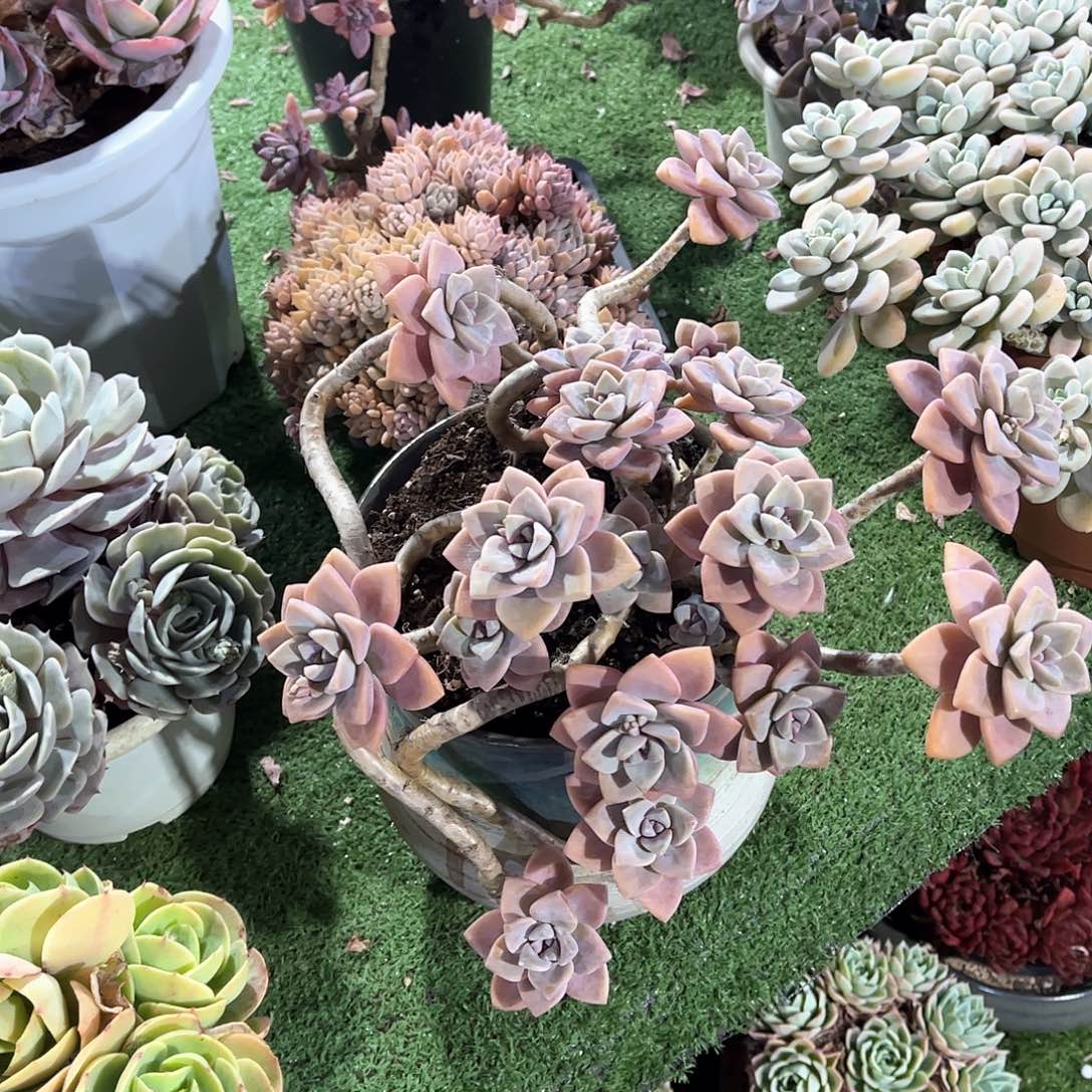 @***伴杏美人多肉植物68