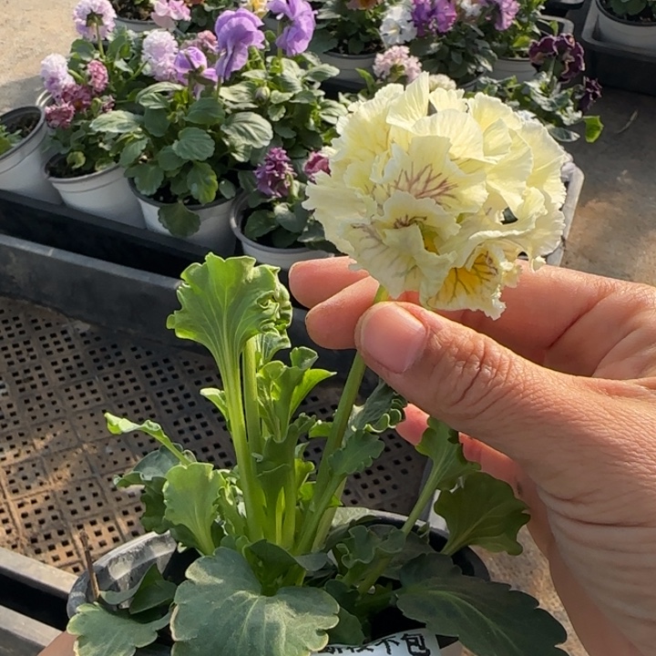 心***零无花朵M049角堇小苗一物一拍默认苗晃