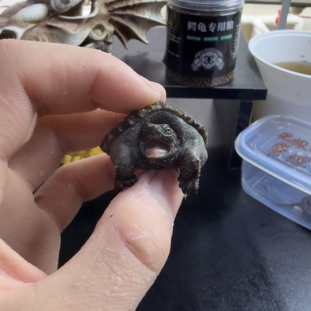 母绿毛龟4.3厘米黑佛爆刺