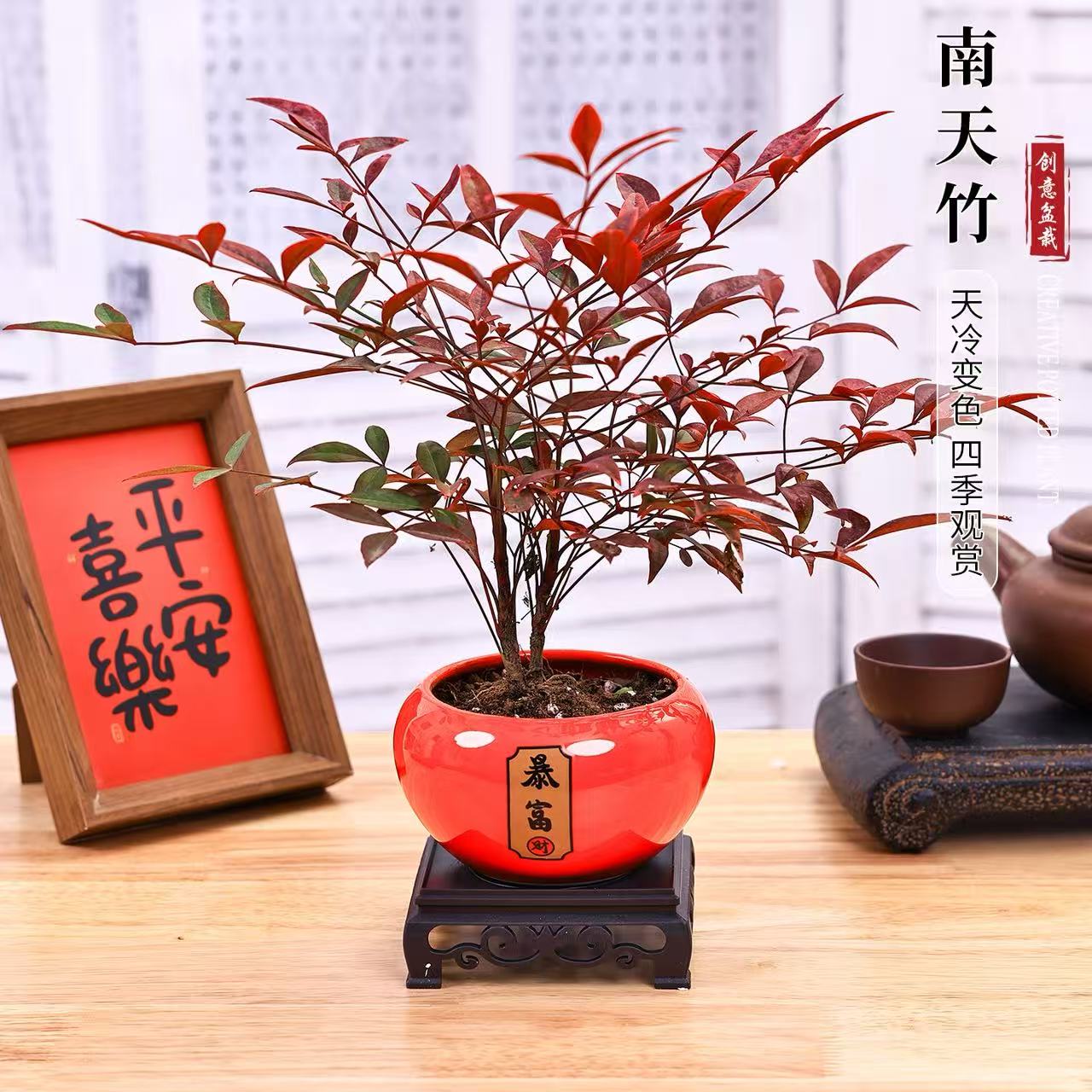 红宝石南天竹绿植盆栽易活耐寒室内书房茶桌创意禅意微景观