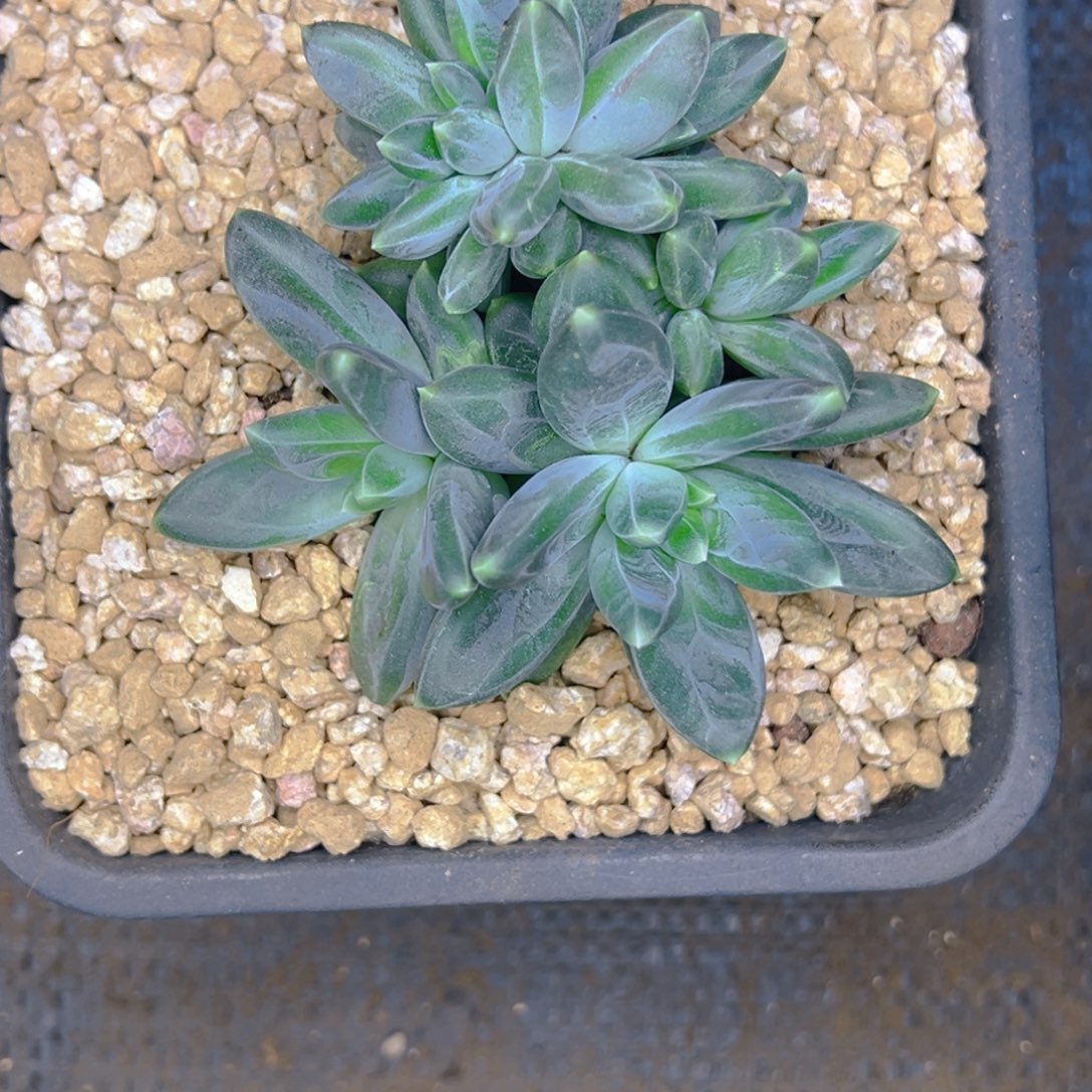 凉人梦 雪黛丽缀化寄养