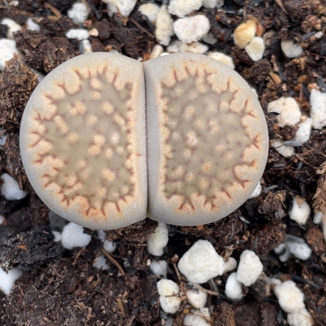 非偏远满20包邮590