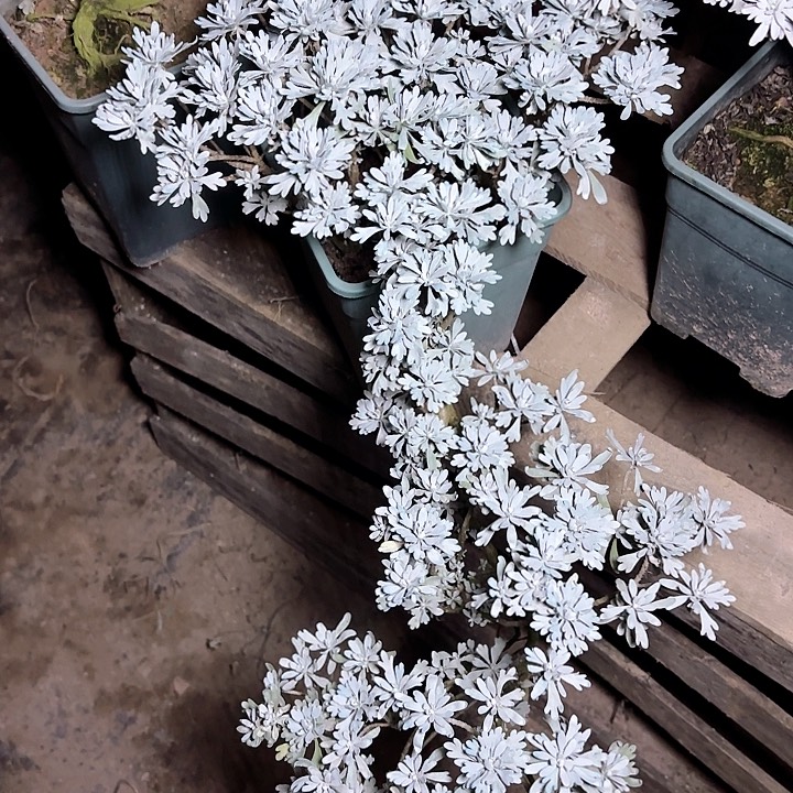 蜗***8无花朵带土球发货