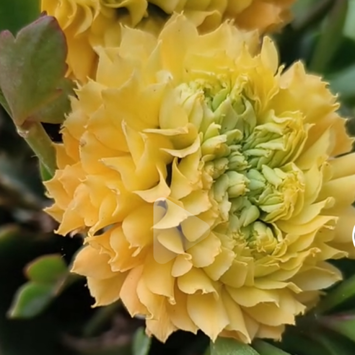 一代青稞暴风女神